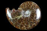 Polished, Agatized Ammonite (Cleoniceras) - Madagascar #97263-1